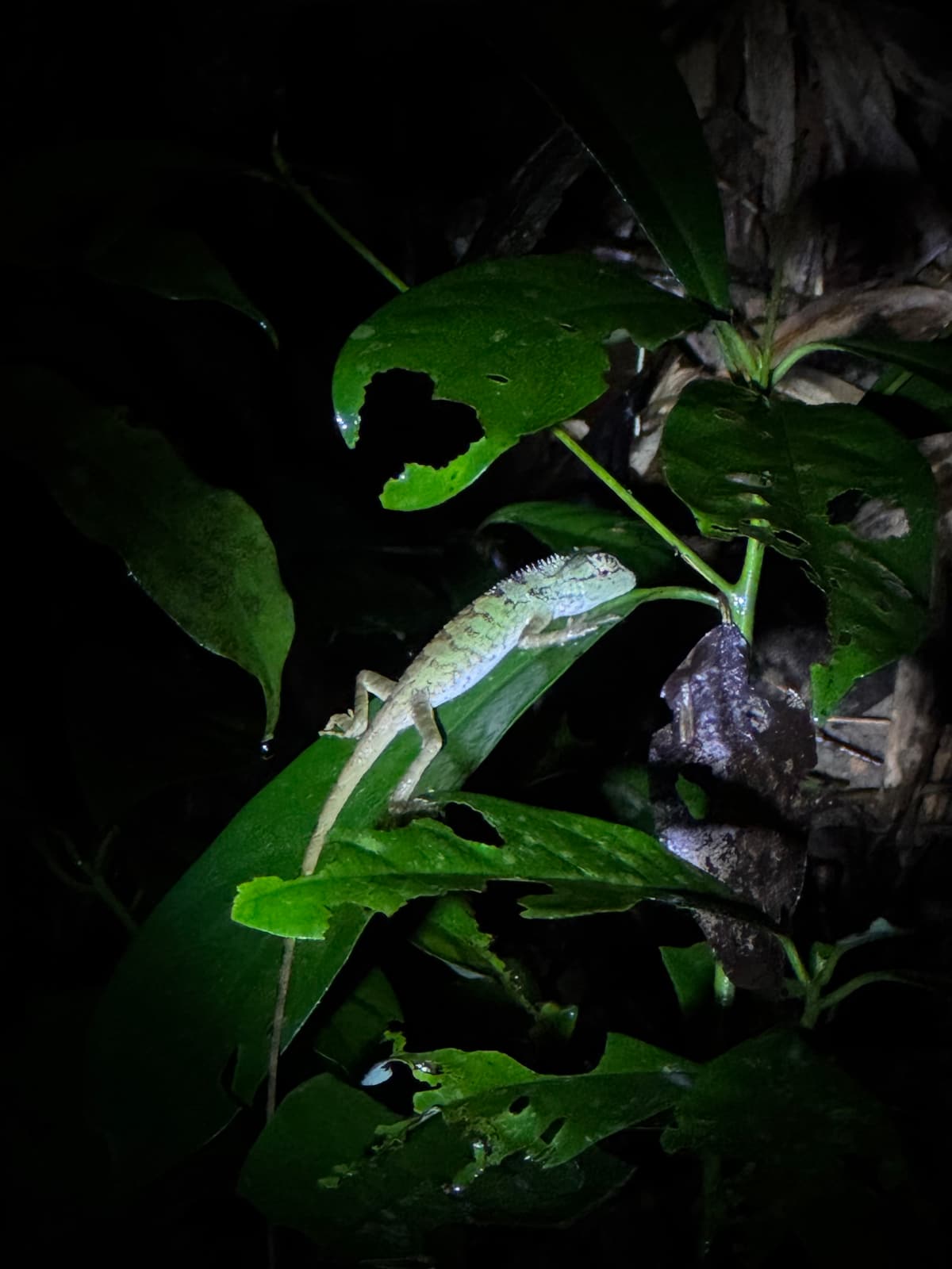 Thailand — 6